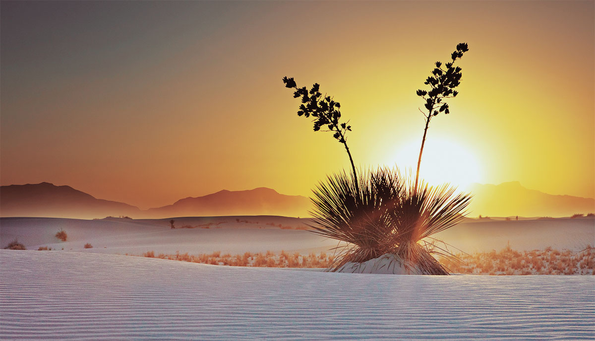 Soaptree Yucca